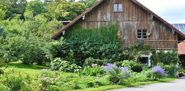 wooden home surrounded by trees and plants